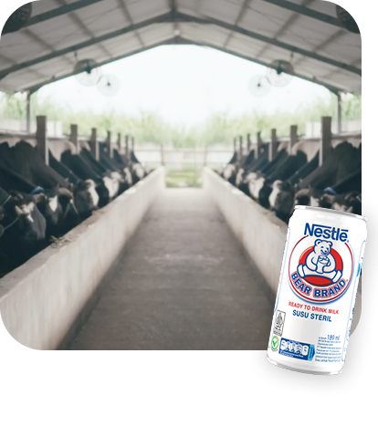 Dibalik Kemurnian BEAR BRAND