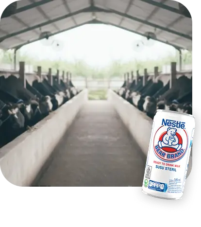 Dibalik Kemurnian BEAR BRAND